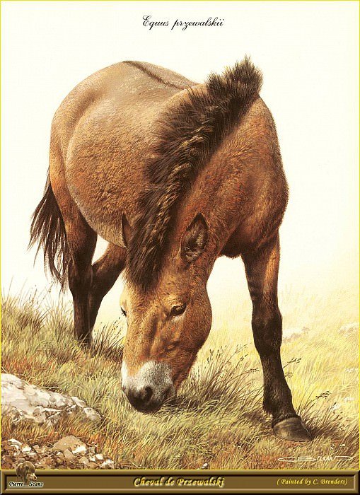 Лошадь Пржевальского. Карл Брендерс