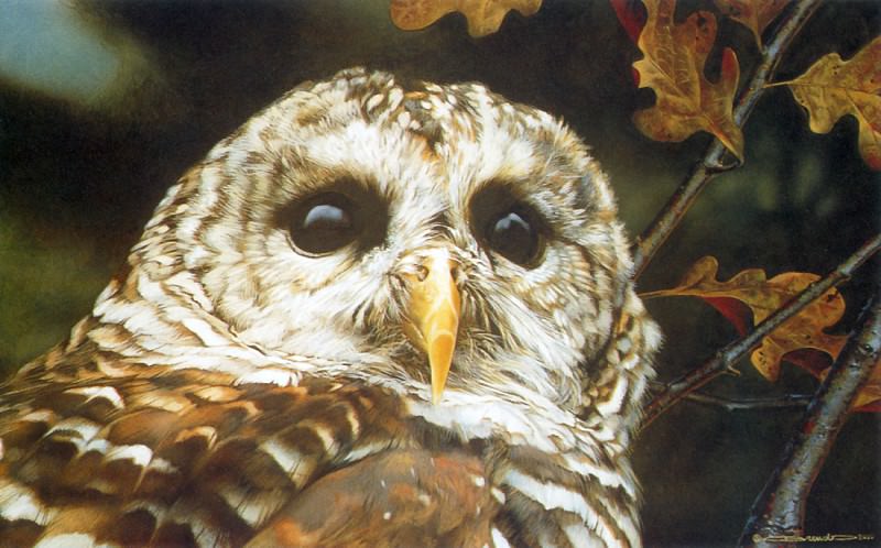 Up Close-Barred Owl. Carl Brenders