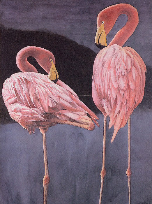 Flamingoes. Allen Blagden