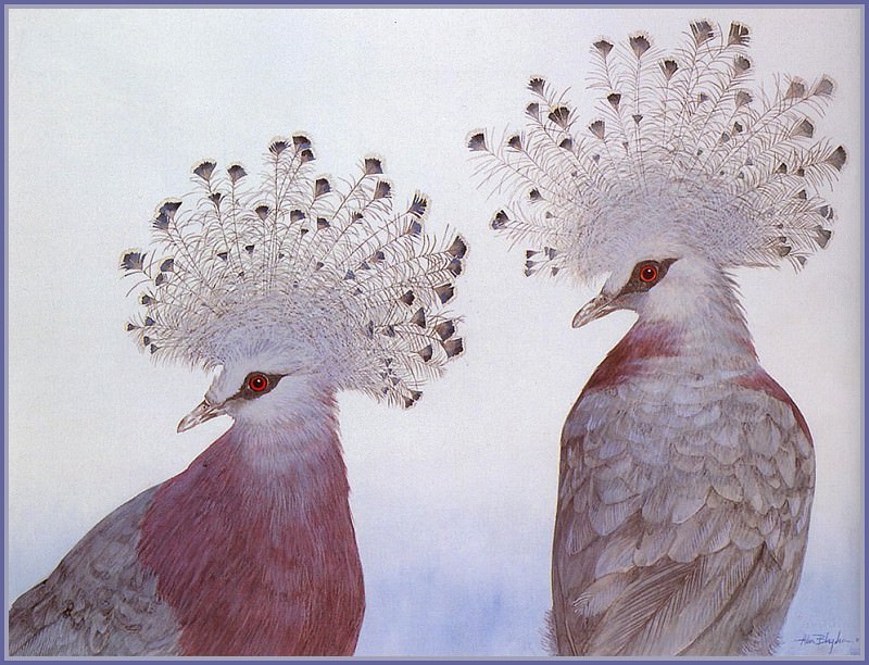 Victoria Crowned Pigeonr. Allen Blagden