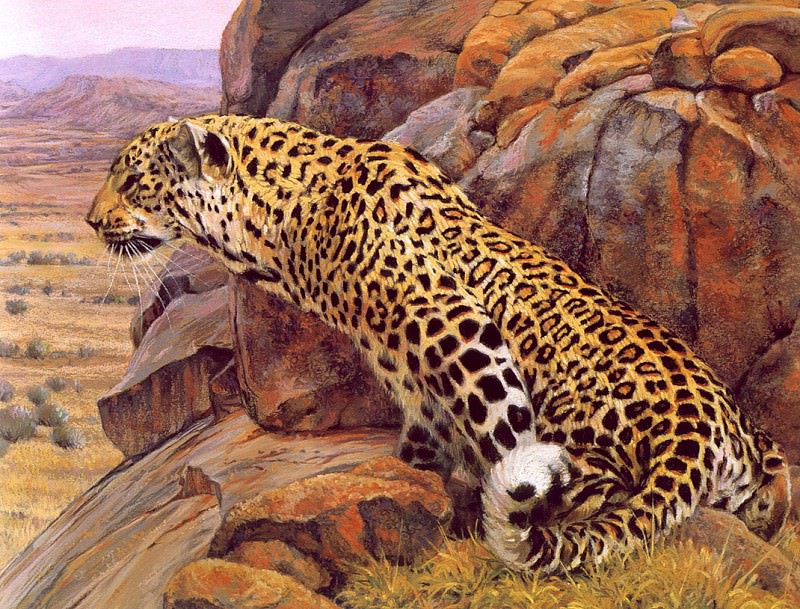 Augrabies Leopard. Paul Bosman