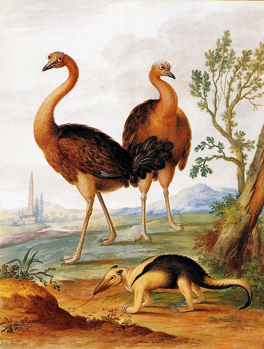 Two ostriches - anteater in landscape. Johannes Bronkhorst