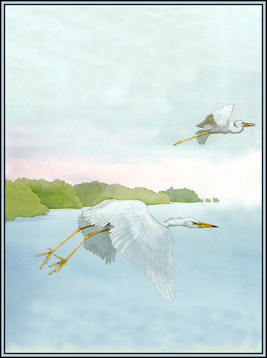 Great White Heron 1. Roger Bansemer
