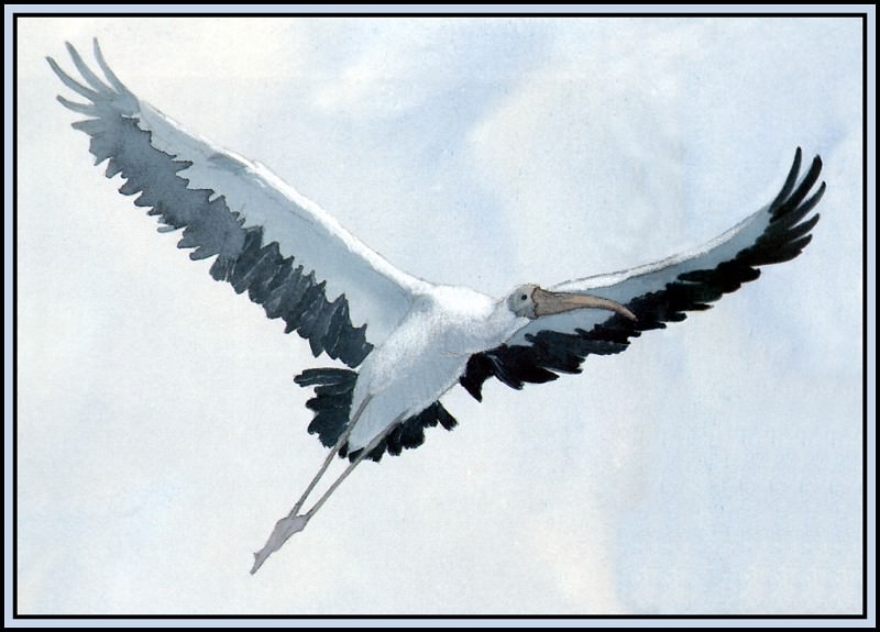 Stork 1. Roger Bansemer