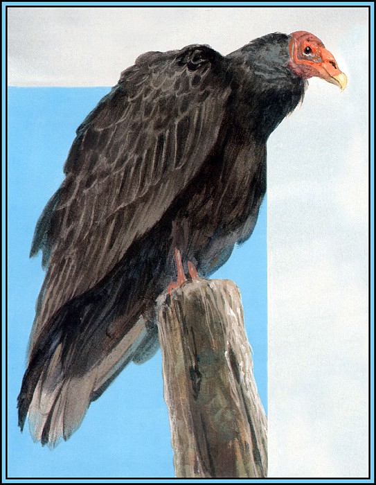 Turkey Vulture 1. Roger Bansemer