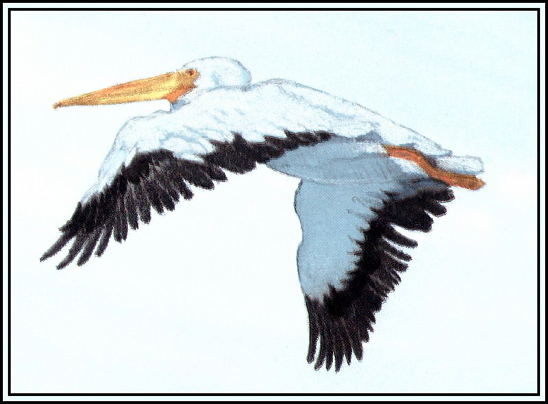 Белый пеликан 3. Роджер Бансмер
