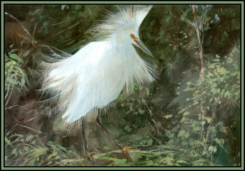 Snowy Egret 1. Roger Bansemer