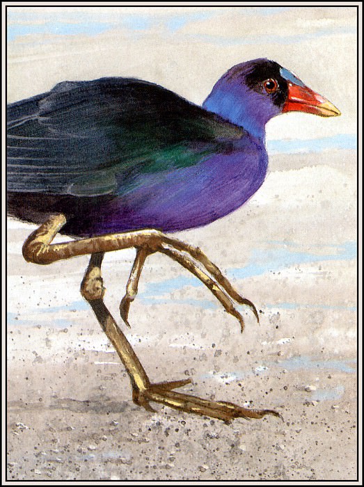 Purple Gallinule. Roger Bansemer