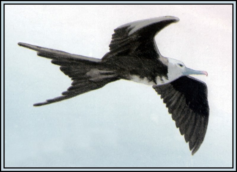 Frigatebird 2. Roger Bansemer