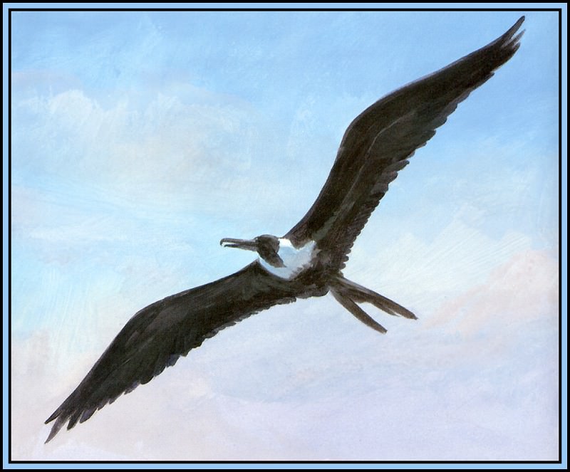 Frigatebird 1. Roger Bansemer