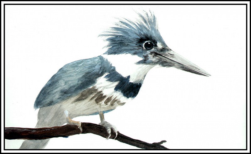 Kingfisher 1. Roger Bansemer