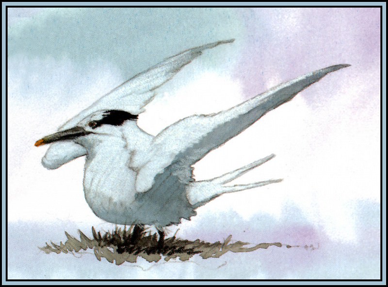 D50-AWE142-BR-Sandwich Tern 1(Winter). Роджер Бансмер