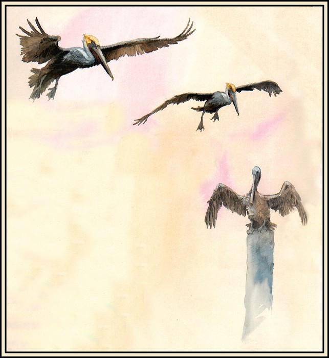 Коричневый пеликан 1. Роджер Бансмер