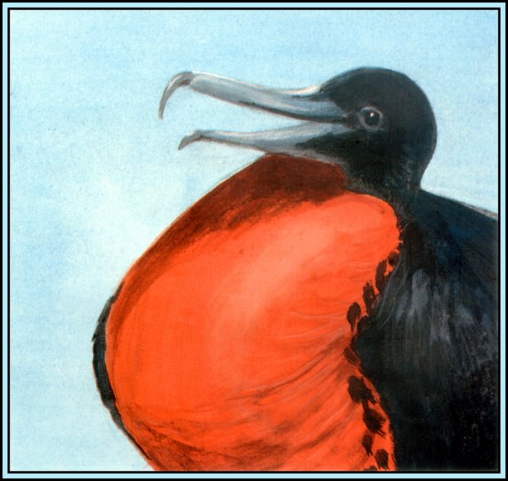 Frigatebird 3. Roger Bansemer