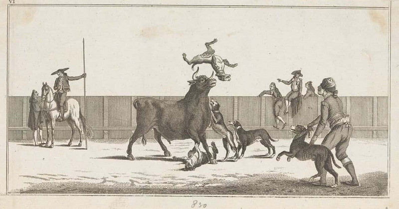 Bull Attacked by Dogs. Antonio Carnicero