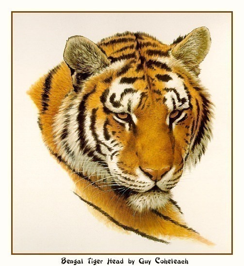 Bengal Tiger Head. Guy Coheleach