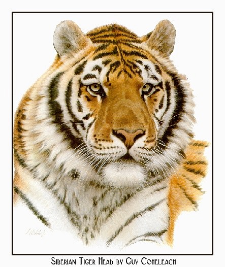 Siberian Tiger Head. Guy Coheleach