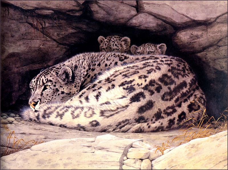 Snow Leopard And Cubs. Guy Coheleach