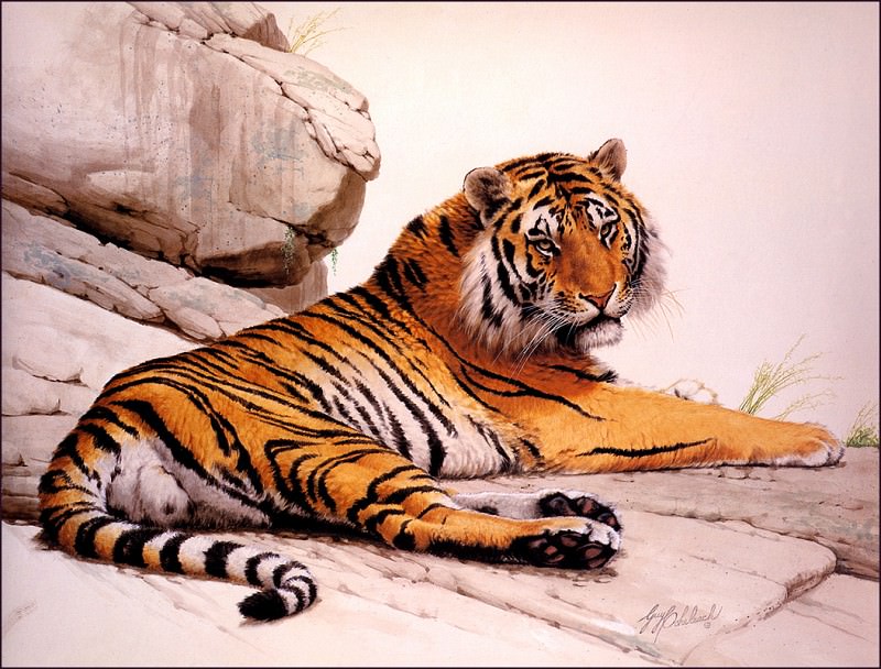 Tiger. Guy Coheleach