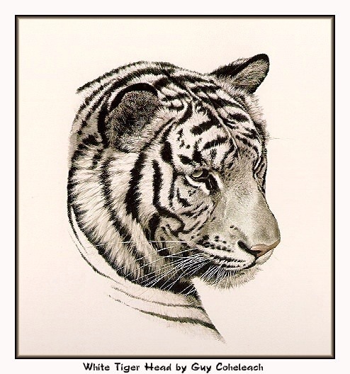 White Tiger Head — Guy Coheleach