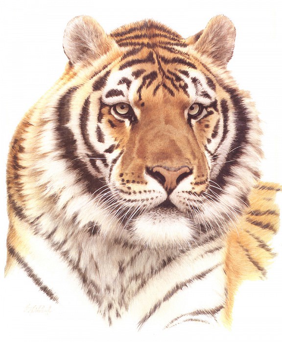 bs- Guy Coheleach- Siberian Tiger Head. Гай Коелич
