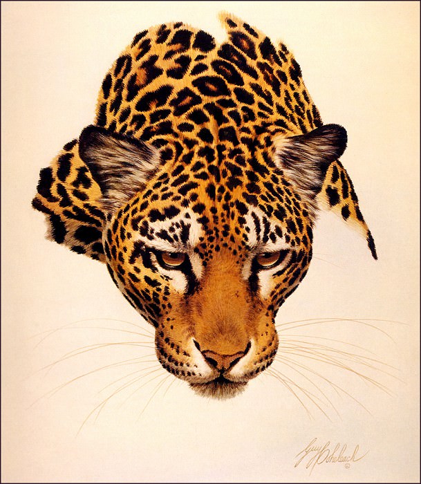 Jaguar Head. Guy Coheleach