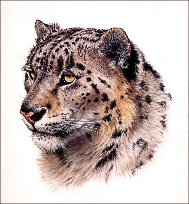 Snow Leopard Head. Guy Coheleach