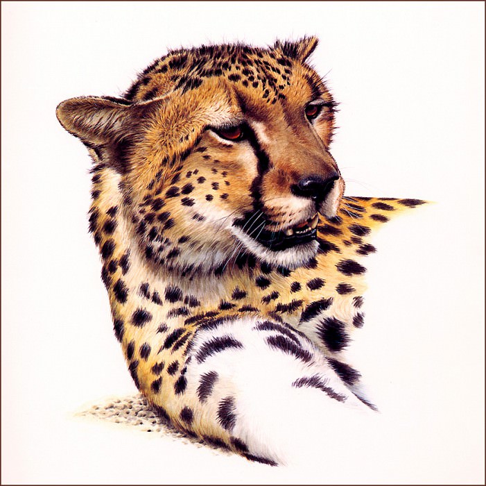 Cheetah Head. Guy Coheleach