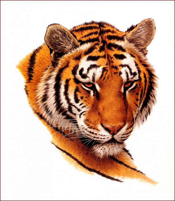 bs-na- Guy Coheleach- Bengal Tiger Head. Гай Коелич
