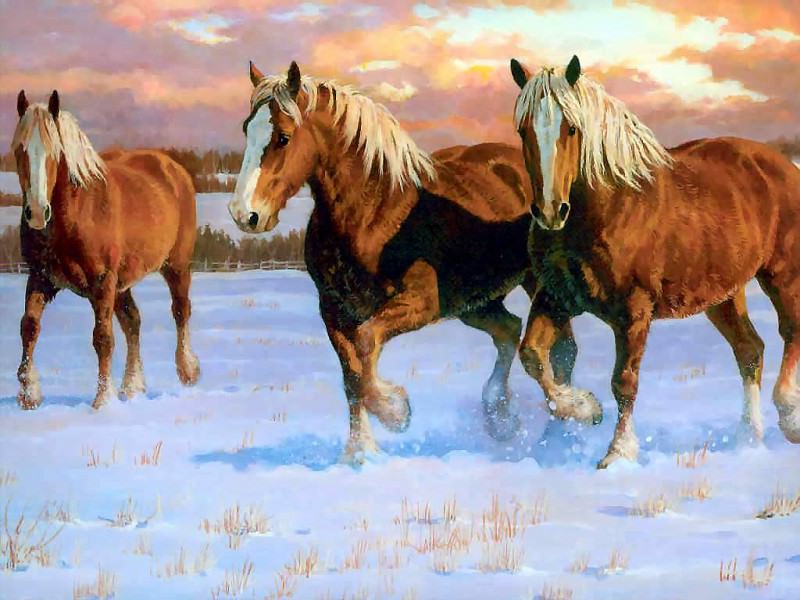 horses in the mist csg002 winter gold belgians. Chris Cummings