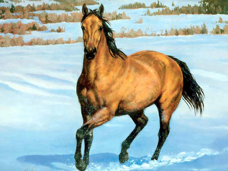 Лошадь цвета оленьей кожи для состязаний на короткие дистанции. Крис Каммингс