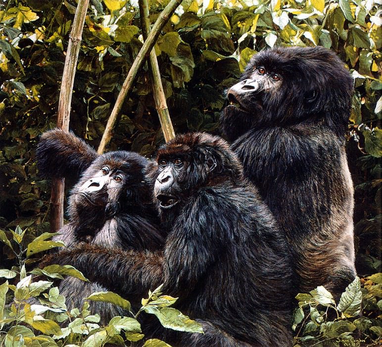 Горные гориллы. Саймон Комб