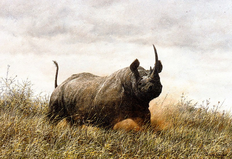 Rhino Charge. Simon Combes