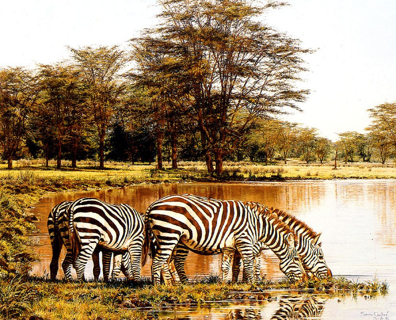 Zebras at The Water Hole. Simon Combes