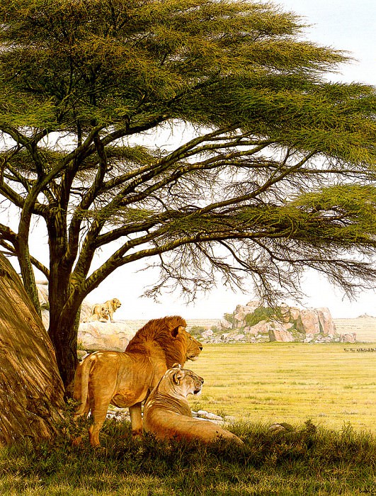 Serengeti Kopje. Simon Combes