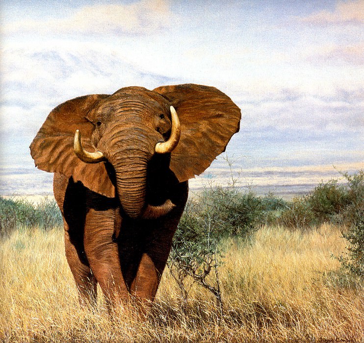Ae 39 Tsavo Elephant Simon Combes sqs. Саймон Комб