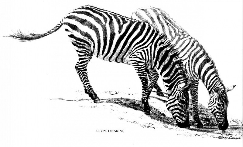 Zebras Drinking. Simon Combes