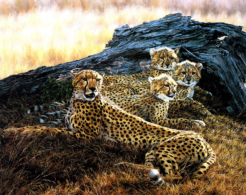 Cheetah Family. Simon Combes