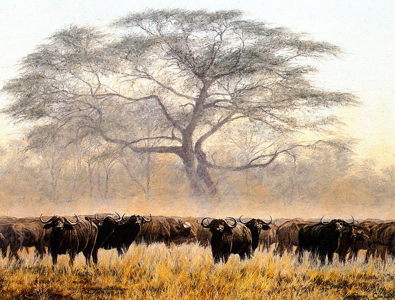 Buffalo Herd. Simon Combes