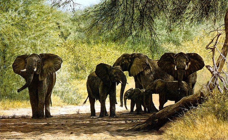 Samburu Elephants. Simon Combes