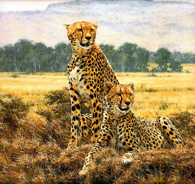 Cheetah Pair Detail. Simon Combes