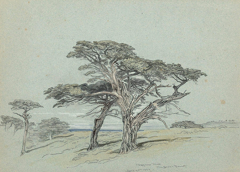 Cypress Trees, Cypress Point. Samuel Colman Jr