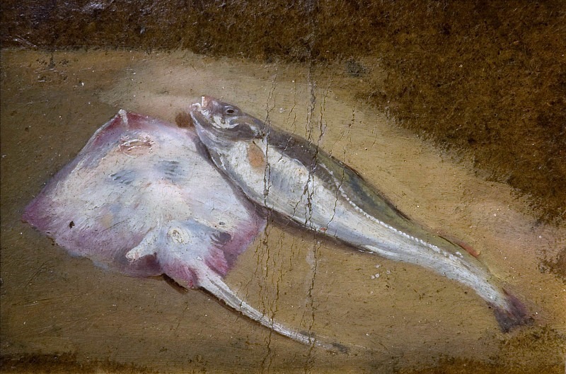 Study of Fish – Skate and Cod