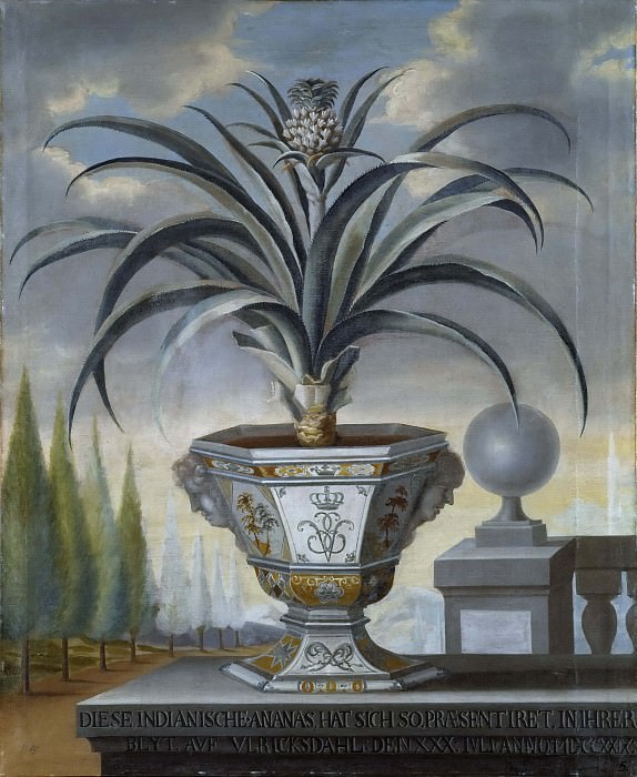 Pineapple Plant. David von Cöln