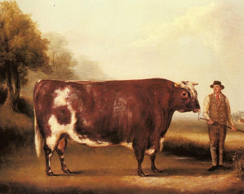 A Dark Roan Bull. William R Davis