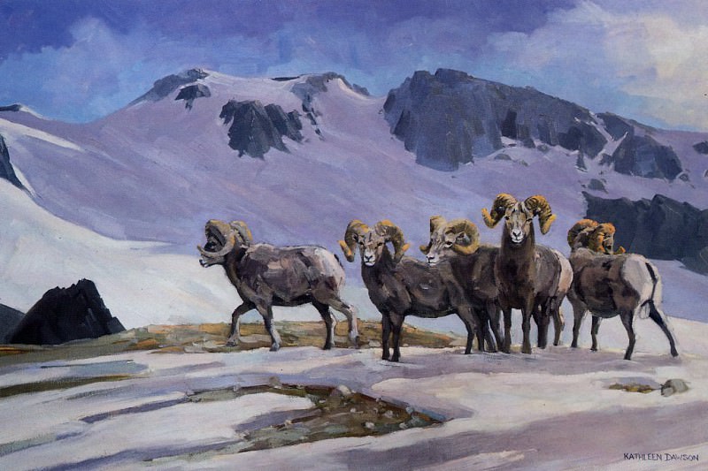 Bighorn Sheep, Warner Pass. Kathleen Dawson