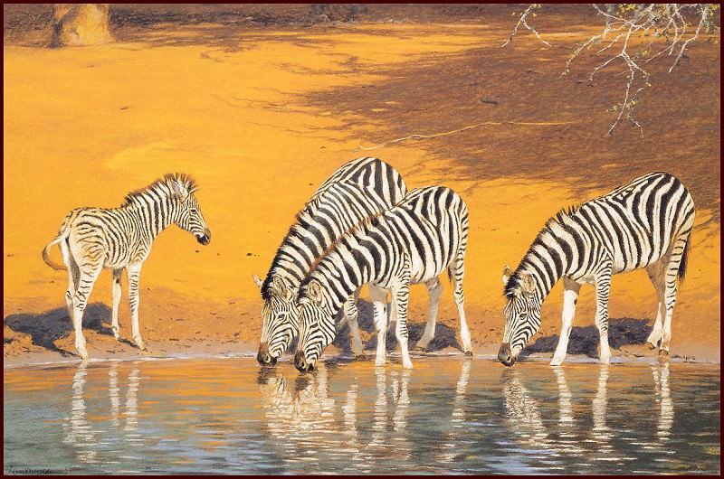 Burchells Zebra. Kim Donaldson