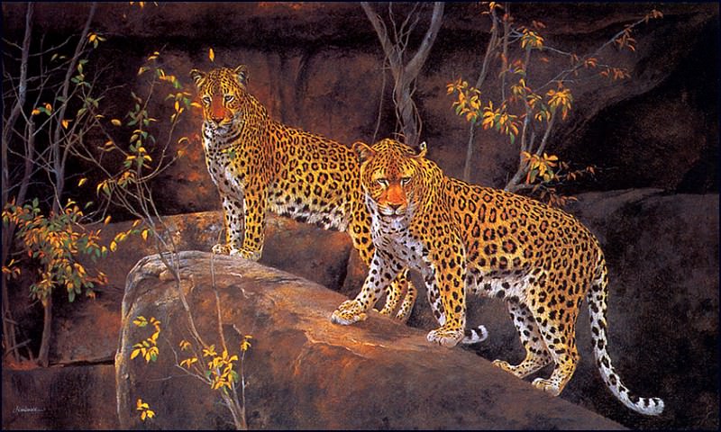 Leopard Rock. Kim Donaldson