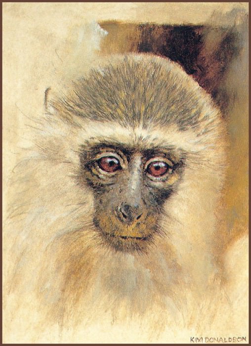Vervet Monkey. Kim Donaldson