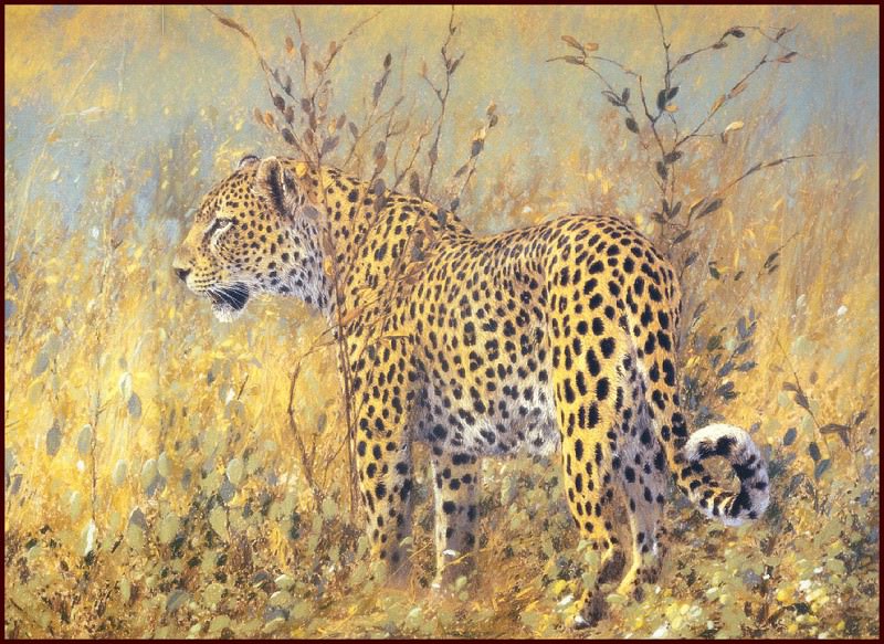 Leopard. Kim Donaldson
